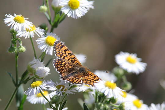 Papillon m&eacute;lit&eacute;e du plantain melitaea-cinxia.JPG