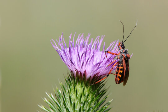punaise r&eacute;duve irascible Rhynocoris iracundus