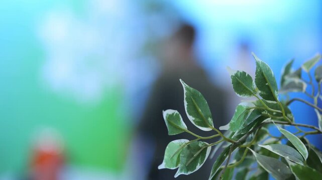 Close-up of variegated plant leaves in focus. Background shows blurred people and colorful walls. Shot captures indoor greenery with natural lighting. Leaves show green and white edges