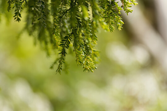 Green needles of the European yew make a beautiful green background, soft green background, fresh new needles of the yew, Taxus baccata, bokeh