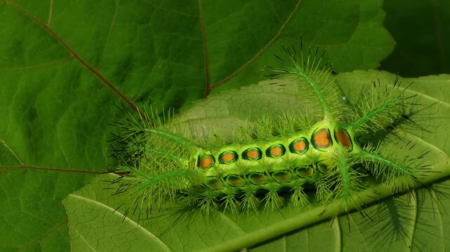 Closeup macro video of Phocoderma velutina, a stinging nettle slug moth caterpillar, naturally resting on a green leaf during monsoon weather in Himachal Pradesh, India.