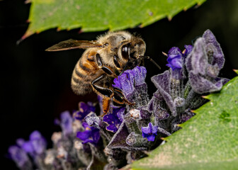 Macro shot of a honey bee collecting pollen on a purple flower © gashimo