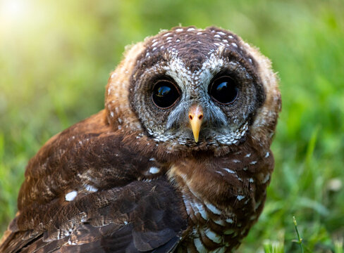 Little owl watching with wide dark eyes in nature