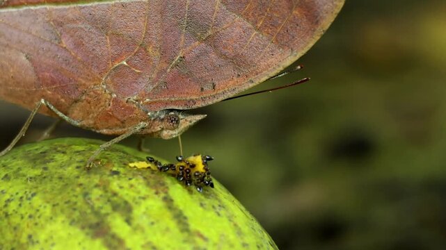 Closeup wildlife footage of Kallima inachus, the dead leaf butterfly, naturally feeding on a fallen ripe mango fruit during the humid monsoon season in Himachal Pradesh, India.