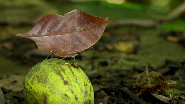Closeup wildlife video of a dead leaf butterfly, Kallima inachus, feeding naturally on a fallen ripe mango fruit during the humid monsoon season in Himachal Pradesh, India.