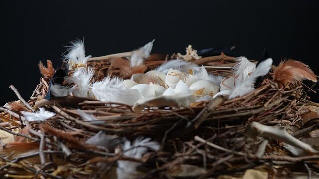 Hatched eggs in the nest, baby birds left the nest. Inside large nest with eggs shells sticks end small animal bones. Wildlife illustrative nature scene and ecosystem. Empty bird nest.