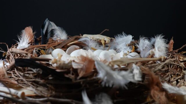Hatched eggs in the nest, baby birds left the nest. Inside large nest with eggs shells sticks end small animal bones. Wildlife illustrative nature scene and ecosystem. Empty bird nest.