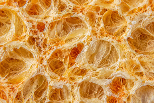 Citrus Pith Porous Fiber Network Extreme Macro Biological Texture