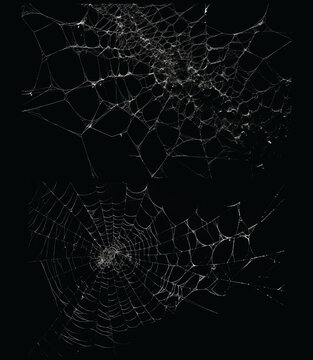 Intricate white spider web set on black background, spooky cobweb texture for Halloween, delicate silk spiderweb patterns for gothic design