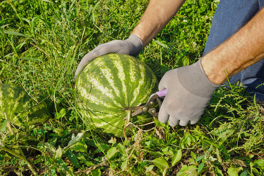 Gardener in gloves cutting watermelon stem during summer harvest