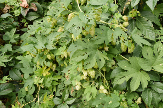 Close-up of ripe green hop cones hanging from vines among large textured leaves, natural botanical detail with insect-damaged foliage in summer garden setting