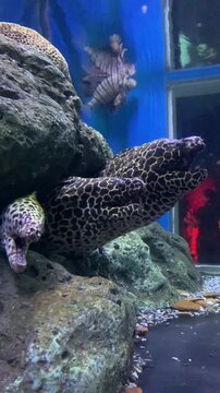 Moray eels emerging from rocks in an aquarium