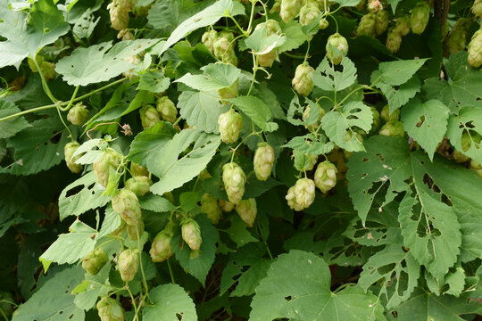 Close-up of ripe green hop cones hanging from vines among large textured leaves, natural botanical detail with insect-damaged foliage in summer garden setting