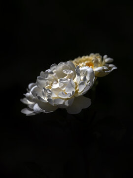 Closeup of flowers of Rose (Rosa 'Nye Bevan') in a garden in late summer