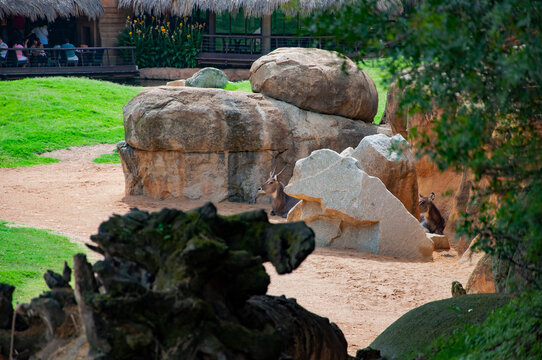Waterbuck antelope in Valencia zoo. Goat antelope in wildlife. Wildlife vs zoo. Animal park of Valencia. Horn antelope in Sahara desert. Antelope with horn relax outdoor