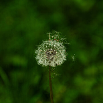 dandelion on green background