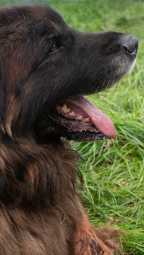 Portrait of a Leonberger dog