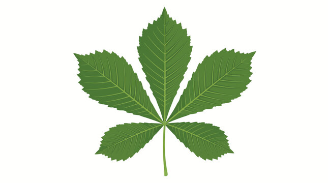 Sabuj horse chestnut leaf illustration