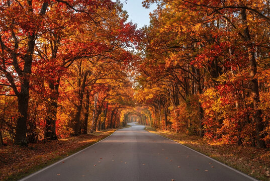 Scenic asphalt road through colorful autumn forest with vibrant trees.