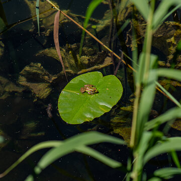 frog on a leaf