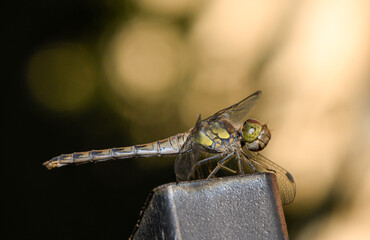 Detailed Profile Macro of Dragonfly on Metal Post © Михаил Шорохов
