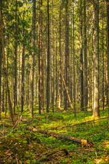 Obraz premium Lohja, Finland - 23.05.2026: Dense spruce forest with sunlight filtering through tall trunks onto a lush mossy floor and decaying fallen logs