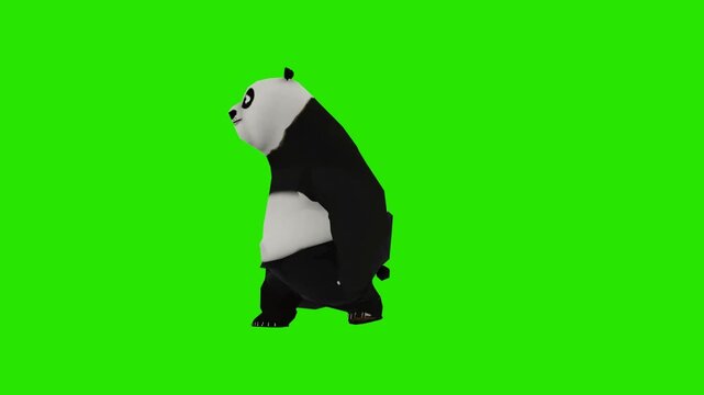Realistic 3D Animated panda animal  Dancing on Green Screen background