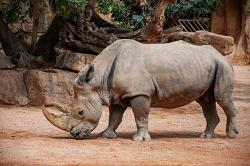 Animal park in Valencia. Wild rhinoceros. Rhino outdoor. White rhinoceros. Wild animal in nature. Rhino in Africa. Wildlife nature. Wildlife and zoo. Rhino animal in zoo park. Fauna in wildlife © altana_studio