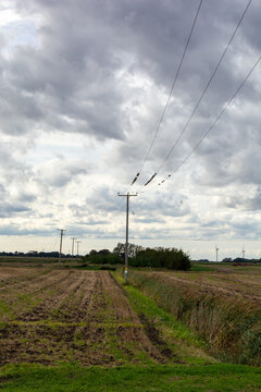 Birds on pilons
