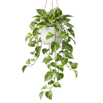 Pothos plant in white hanging pot on transparent background