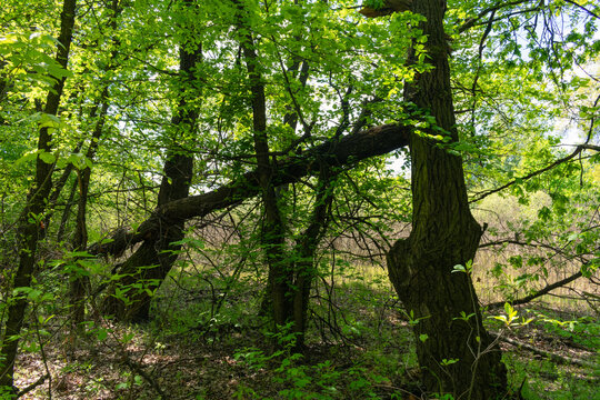 Fallen tree trunk leaning on standing trees in dense green spring forest