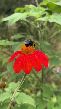 bumblebee woring on red flower