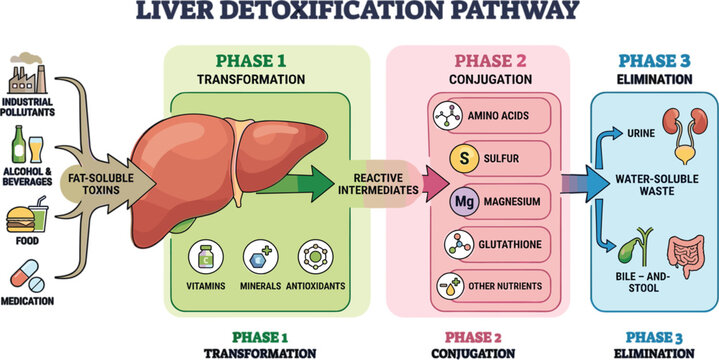 Liver Detoxification Pathway Medical Infographic Vector Chart Detailing Phase 1 Transformation Phase 2 Conjugation and Phase 3 Waste Elimination