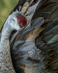 Fototapeta premium The beautiful red crowned Florida sandhill crane