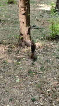 Close-up of a brown squirrel eating on a tree trunk.Primer plano de una ardilla caf&eacute; comiendo sobre un tronco de &aacute;rbol. 
