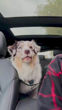 Australian Shepherd dog blue merle color does not like to ride in the car. Barking and hysterical in the back seat. Vertical 4k footage