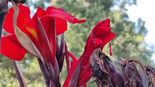 Bella flor de color rojo con manchas amarillas floreciendo en el jard&iacute;n en un d&iacute;a soleado.Beautiful red flower with yellow spots blooming in a sunny garden during spring.