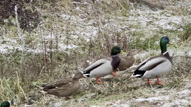 Flock of mallard ducks walking and resting on riverbank with first snow