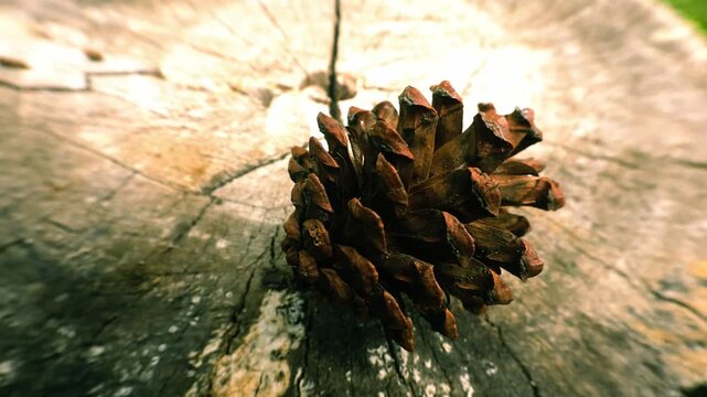 Brown pine cone resting on weathered tree stump macro shot outdoors