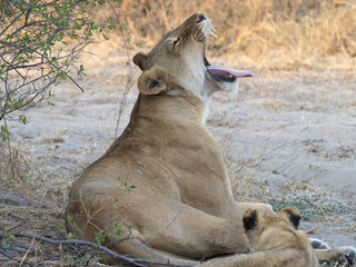 Lioness yawning © Dave The Mariner