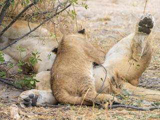 Lion cub suckling © Dave The Mariner