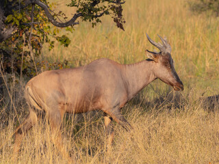 Tsessebe Antelope © Dave The Mariner