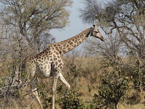 Giraffe in the bush