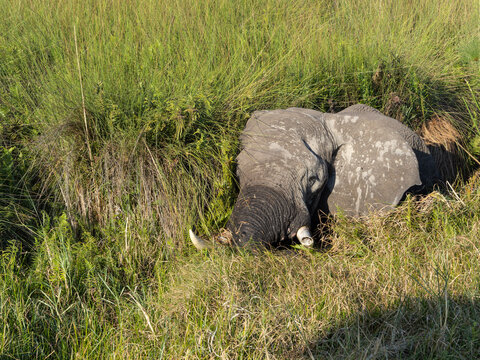 Elephant feeding in water