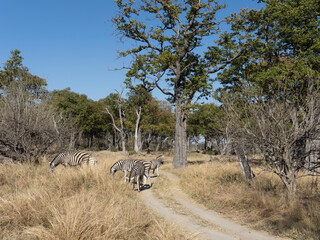 zebras in the wild © Dave The Mariner