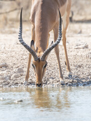 impala at the water © Dave The Mariner