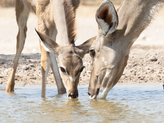 Kudu and Foal Drinking © Dave The Mariner