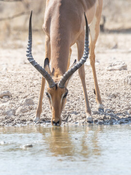 impala at the water