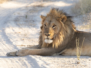 portrait of a lion © Dave The Mariner