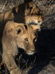 Lioness in the shadows © Dave The Mariner